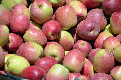 apple fruits-AsiaPhotoStock