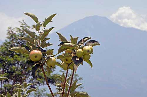 apple trees-AsiaPhotoStock