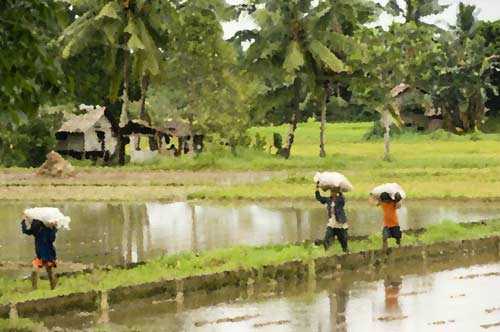 carrying rice-AsiaPhotoStock