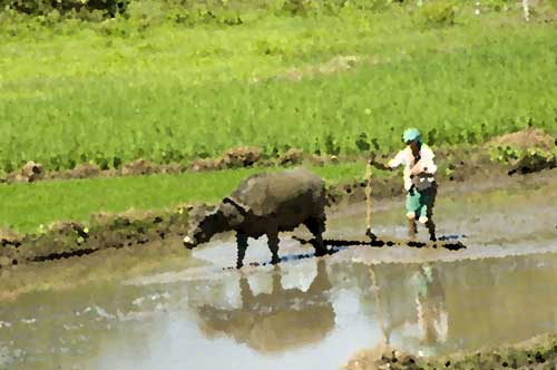 ploughing-AsiaPhotoStock