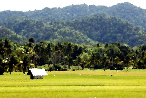 rice fields-AsiaPhotoStock