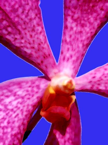 orchid arty-AsiaPhotoStock