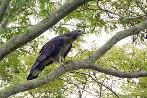 asian honey buzzard-AsiaPhotoStock