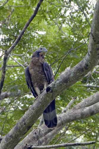 asian honey buzzards-AsiaPhotoStock