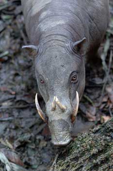 wild boar-AsiaPhotoStock