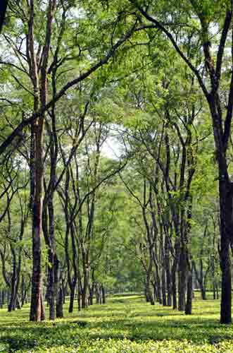 assam tea-AsiaPhotoStock