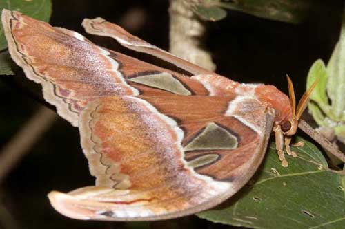 atlas moth