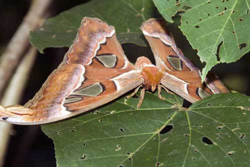 atlas moth singapore