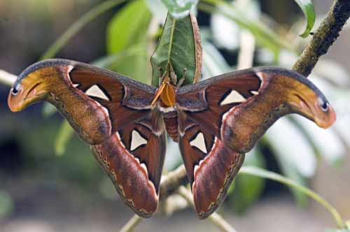 new born atlas moth-AsiaPhotoStock