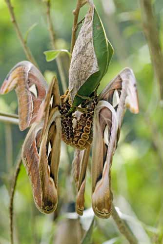 atlas moths mating-AsiaPhotoStock