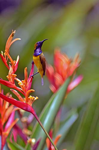 attentive sunbird-AsiaPhotoStock