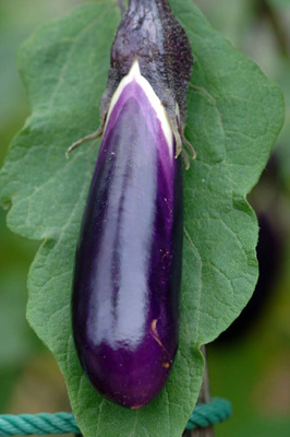 aubergine-AsiaPhotoStock