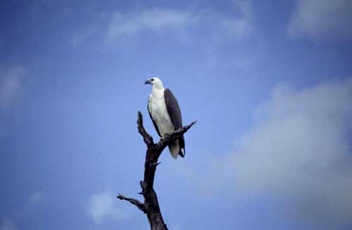 sea eagle-AsiaPhotoStock