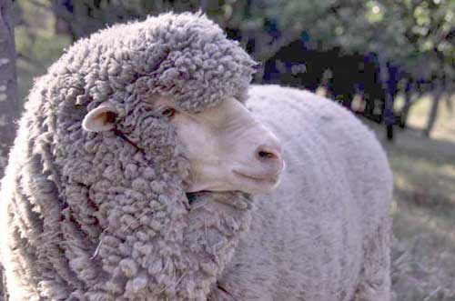 Australian_sheep-AsiaPhotoStock