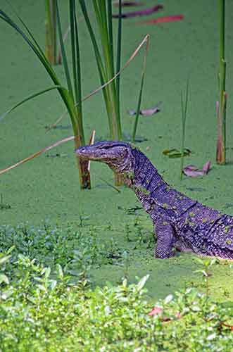 aware lizard-AsiaPhotoStock