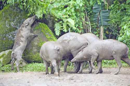 babirusas-AsiaPhotoStock