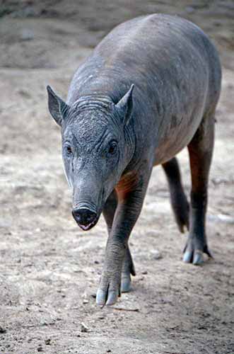 babirusa java-AsiaPhotoStock