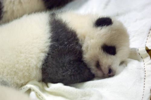 baby panda-AsiaPhotoStock