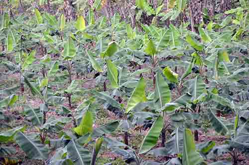 baby banana plants-AsiaPhotoStock