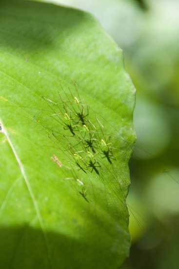 baby crickets-AsiaPhotoStock