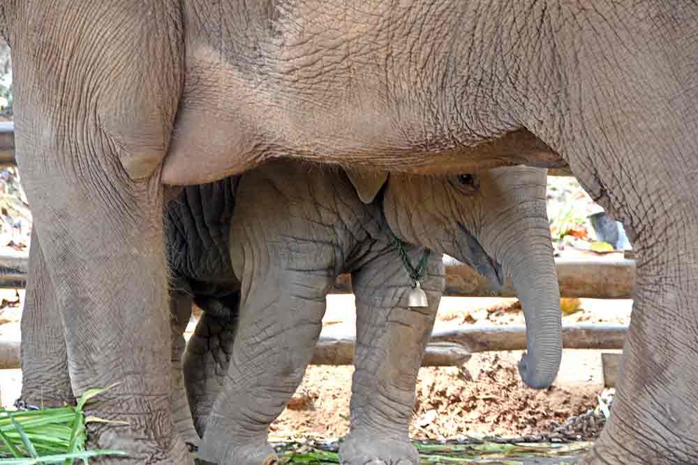 baby elephants-AsiaPhotoStock