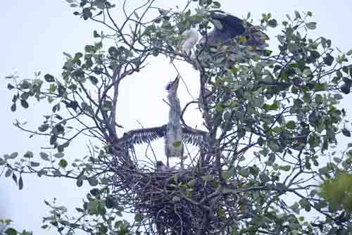 baby grey heron-AsiaPhotoStock