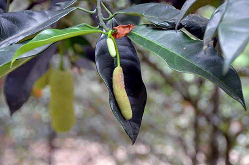 baby jackfruit-AsiaPhotoStock