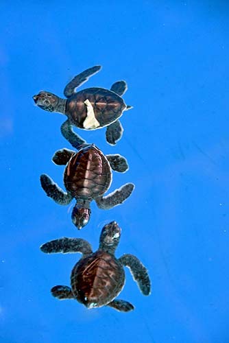 turtle release-AsiaPhotoStock