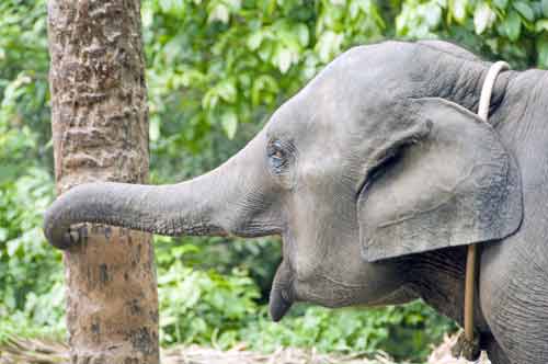 baby elephant samui-AsiaPhotoStock