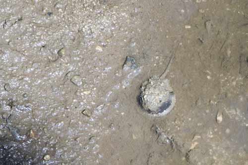 baby horse shoe crab-AsiaPhotoStock