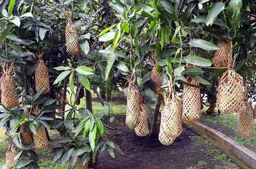 bagged mango-AsiaPhotoStock