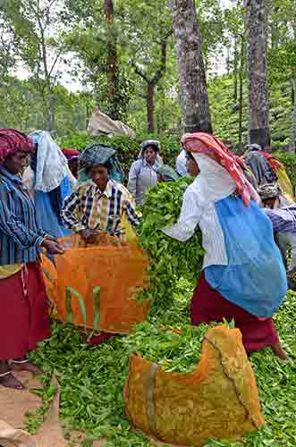 bagging tea-AsiaPhotoStock