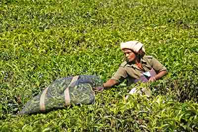 bags tea-AsiaPhotoStock