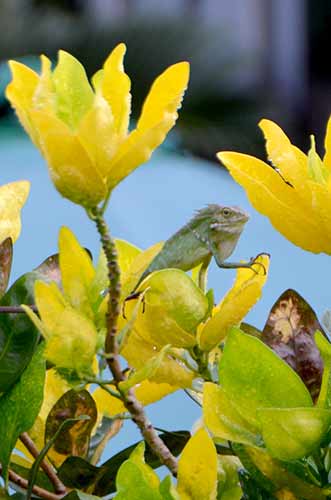 balemong lizard-AsiaPhotoStock