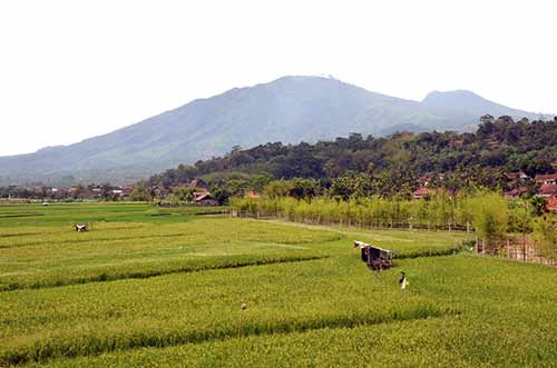 balemong paddy-AsiaPhotoStock