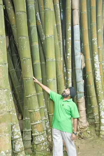 bali bamboo-AsiaPhotoStock