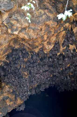 bali bats-AsiaPhotoStock