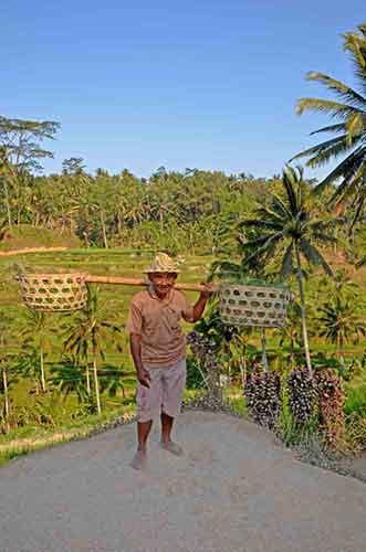 bali terracing man-AsiaPhotoStock