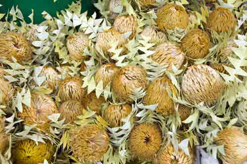 ball flowers-AsiaPhotoStock