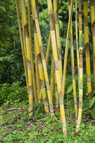 bamboo grove-AsiaPhotoStock