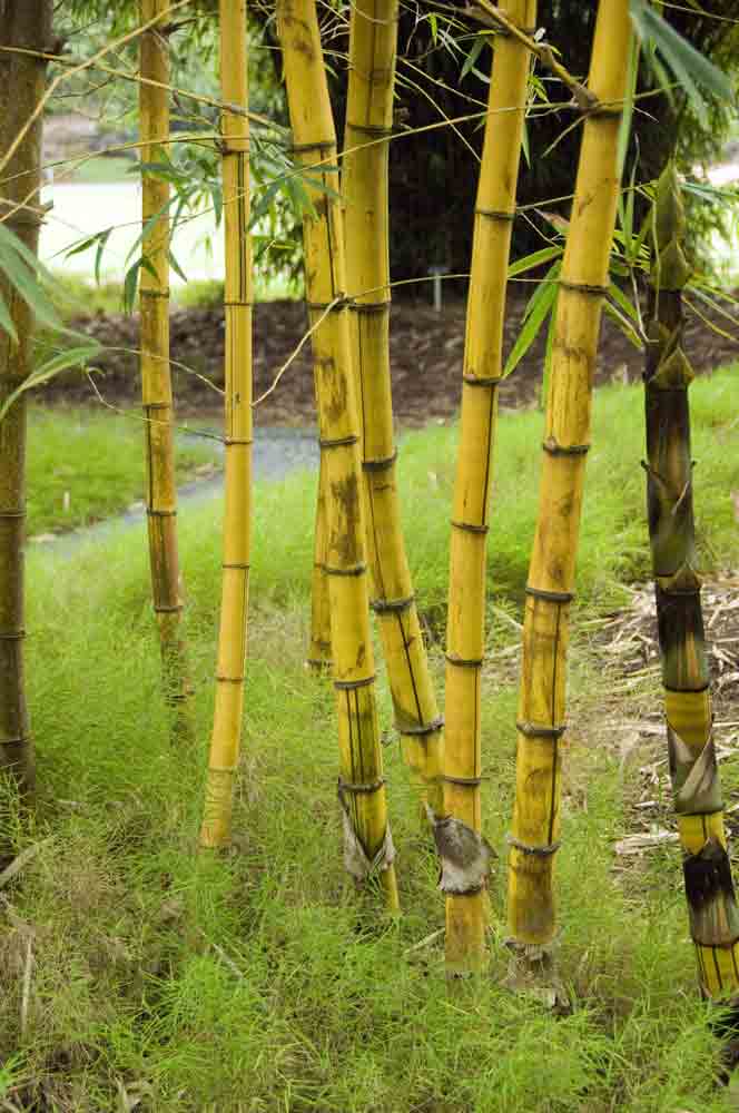 AsiaPhotoStock, bamboo