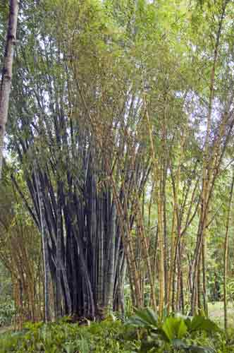 bamboo-AsiaPhotoStock