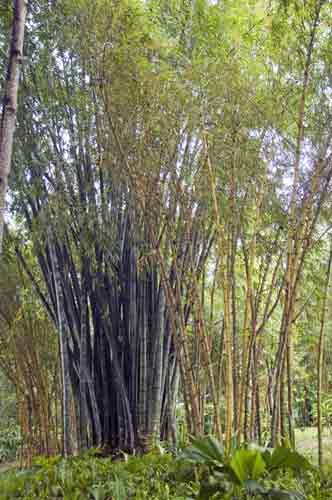 bamboo-AsiaPhotoStock