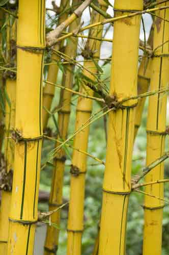 bamboo indonesia-AsiaPhotoStock