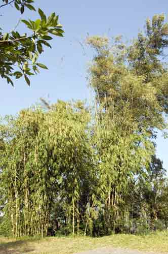 bamboo cluster-AsiaPhotoStock