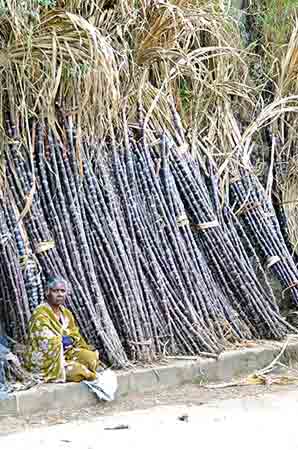 bamboo sales-AsiaPhotoStock