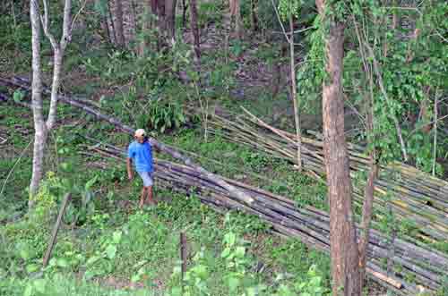 bamboo worker-AsiaPhotoStock