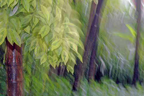 bamboo trees-AsiaPhotoStock