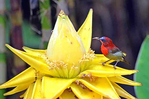 banana and sunbird-AsiaPhotoStock