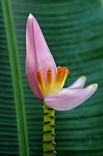 banana flower-AsiaPhotoStock